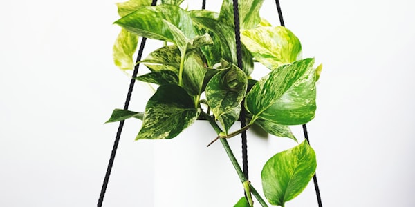 历史冠军回顾 - 展示历届世界杯冠军奖杯和夺冠队伍